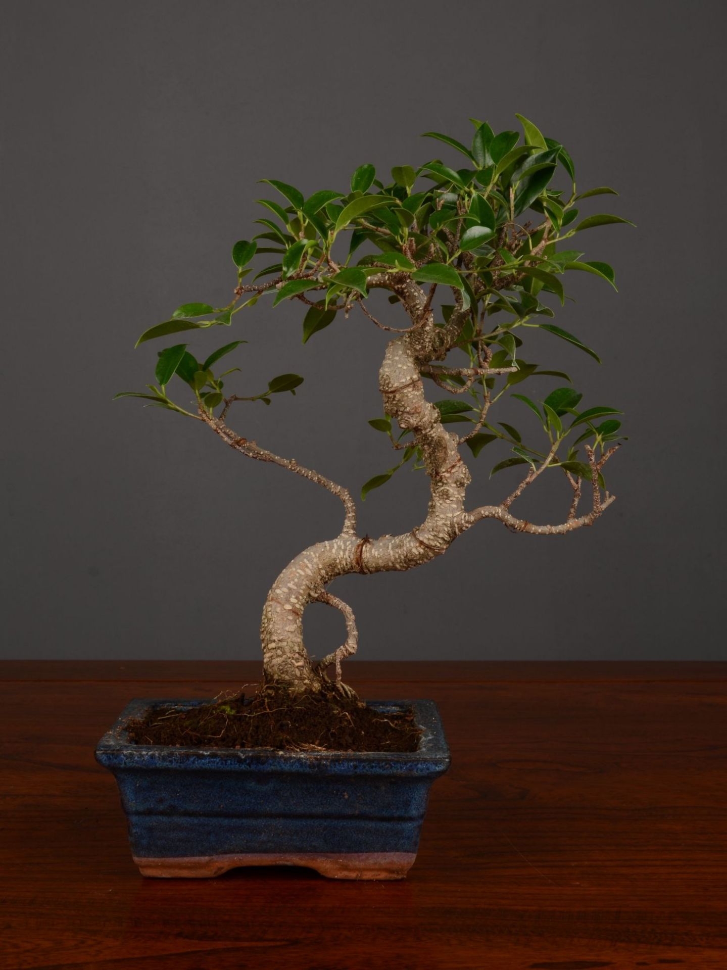 Immagine di Bonsai Ficus r.