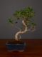 Immagine di Bonsai Ficus r.