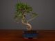 Immagine di Bonsai Ficus r.