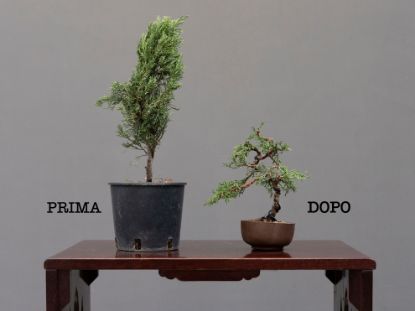 Immagine di Corso di tecnica Bonsai