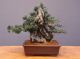 Immagine di Bonsai Olivo