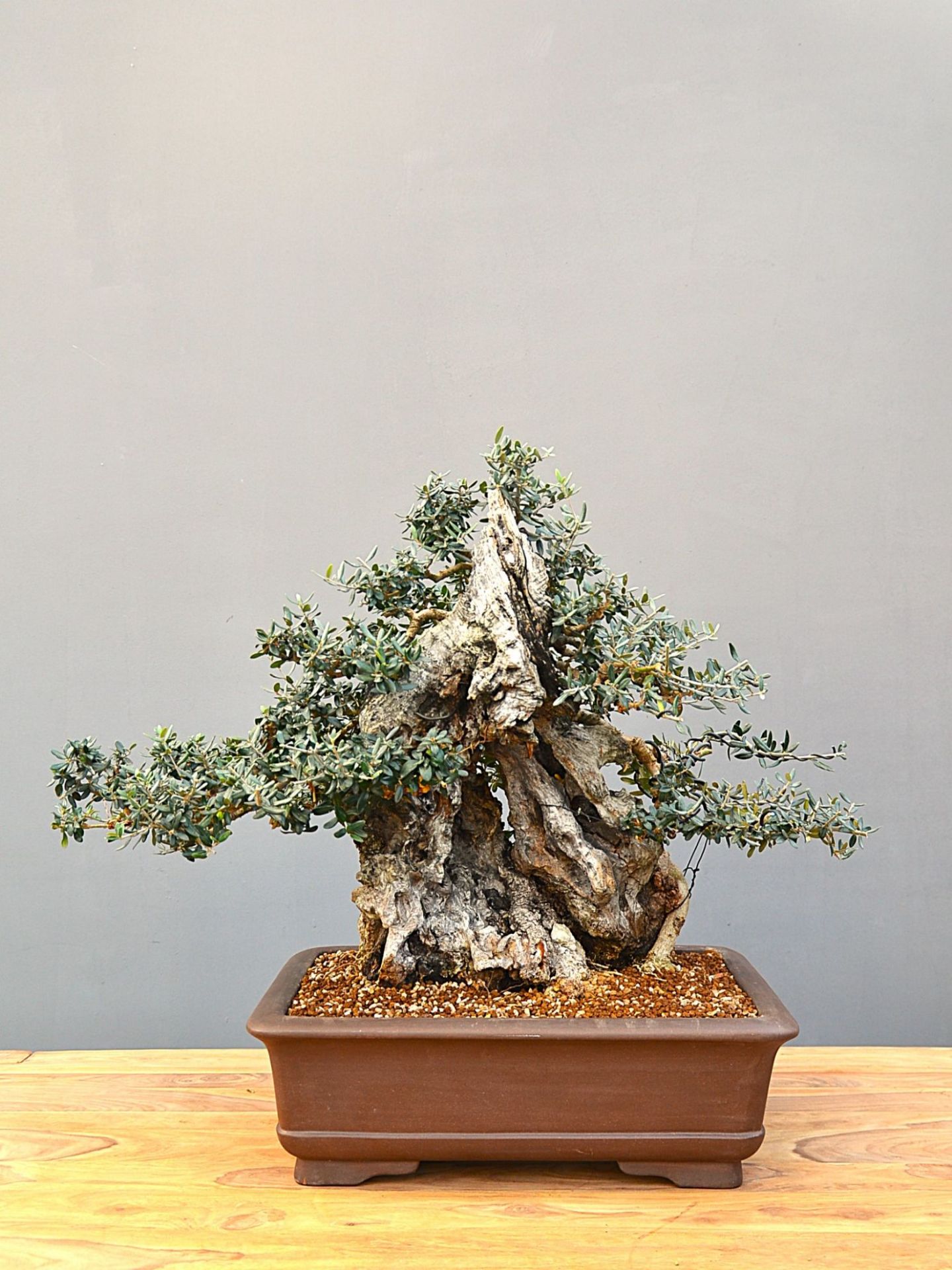 Immagine di Bonsai Olivo