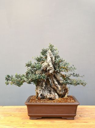 Immagine di Bonsai Olivo