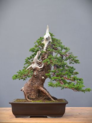 Immagine di Bonsai Abete