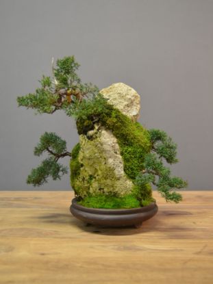 Immagine di Bonsai Ginepro