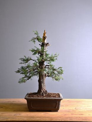 Immagine di Bonsai Cipresso