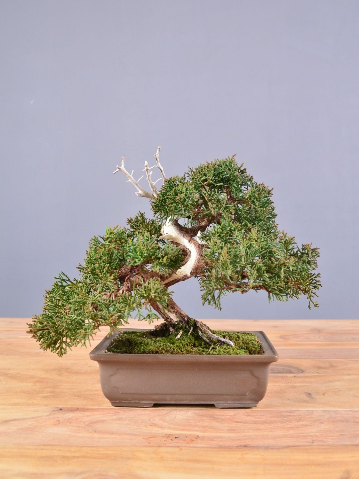 Immagine di Bonsai Ginepro