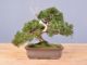 Immagine di Bonsai Ginepro