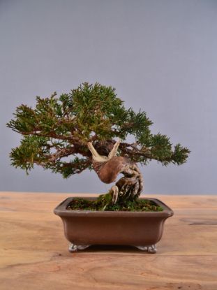 Immagine di Bonsai Ginepro