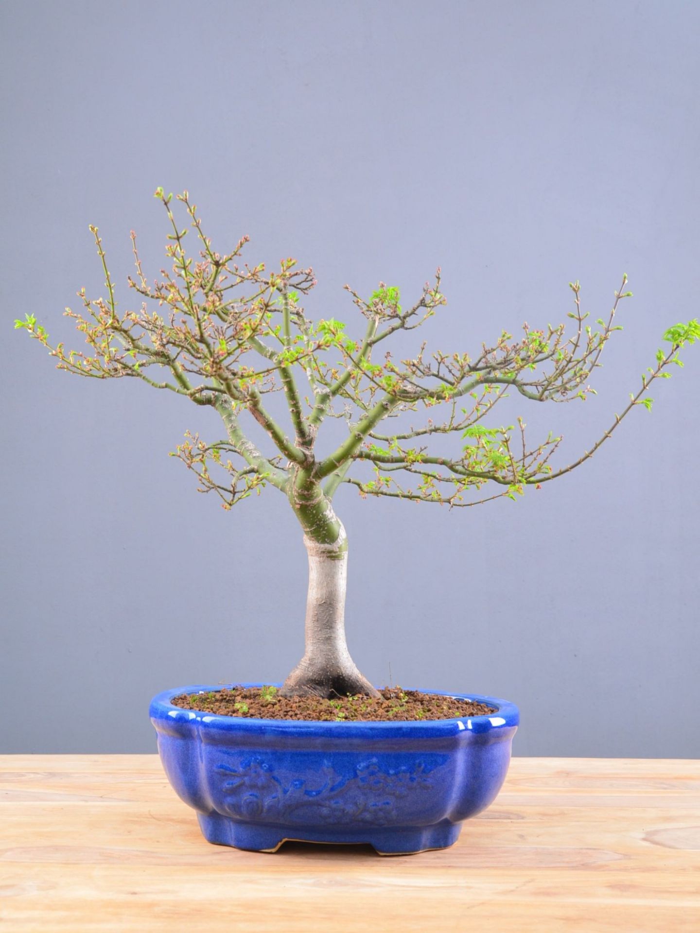 Immagine di Bonsai Acero rosso giapponese