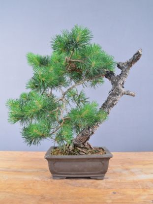 Immagine di Bonsai Pino silvestre