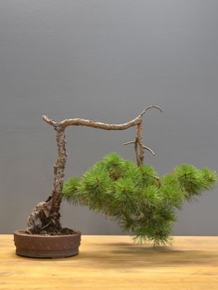 Immagine di Bonsai Pino silvestre