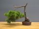 Immagine di Bonsai Pino silvestre