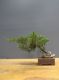 Immagine di Bonsai Ginepro