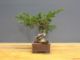 Immagine di Bonsai Ginepro