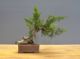 Immagine di Bonsai Ginepro