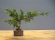 Immagine di Bonsai Ginepro