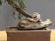 Immagine di Bonsai Ginepro