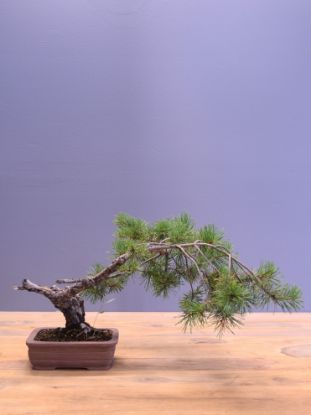 Immagine di Bonsai Pino silvestre
