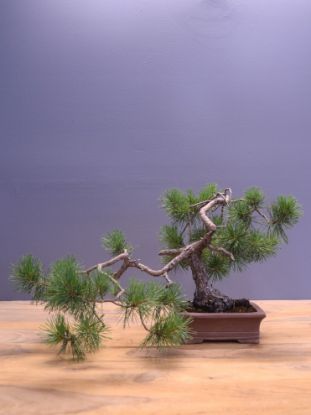 Immagine di Bonsai Pino silvestre