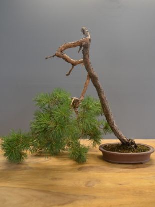 Immagine di Bonsai Pino silvestre