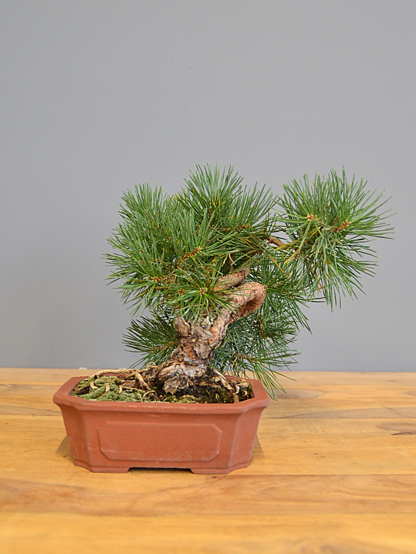 Bonsai Artificiale TOPBATHY - Pino Rosso Per Desktop Decorazione Per Casa O Ufficio 838012 - 7