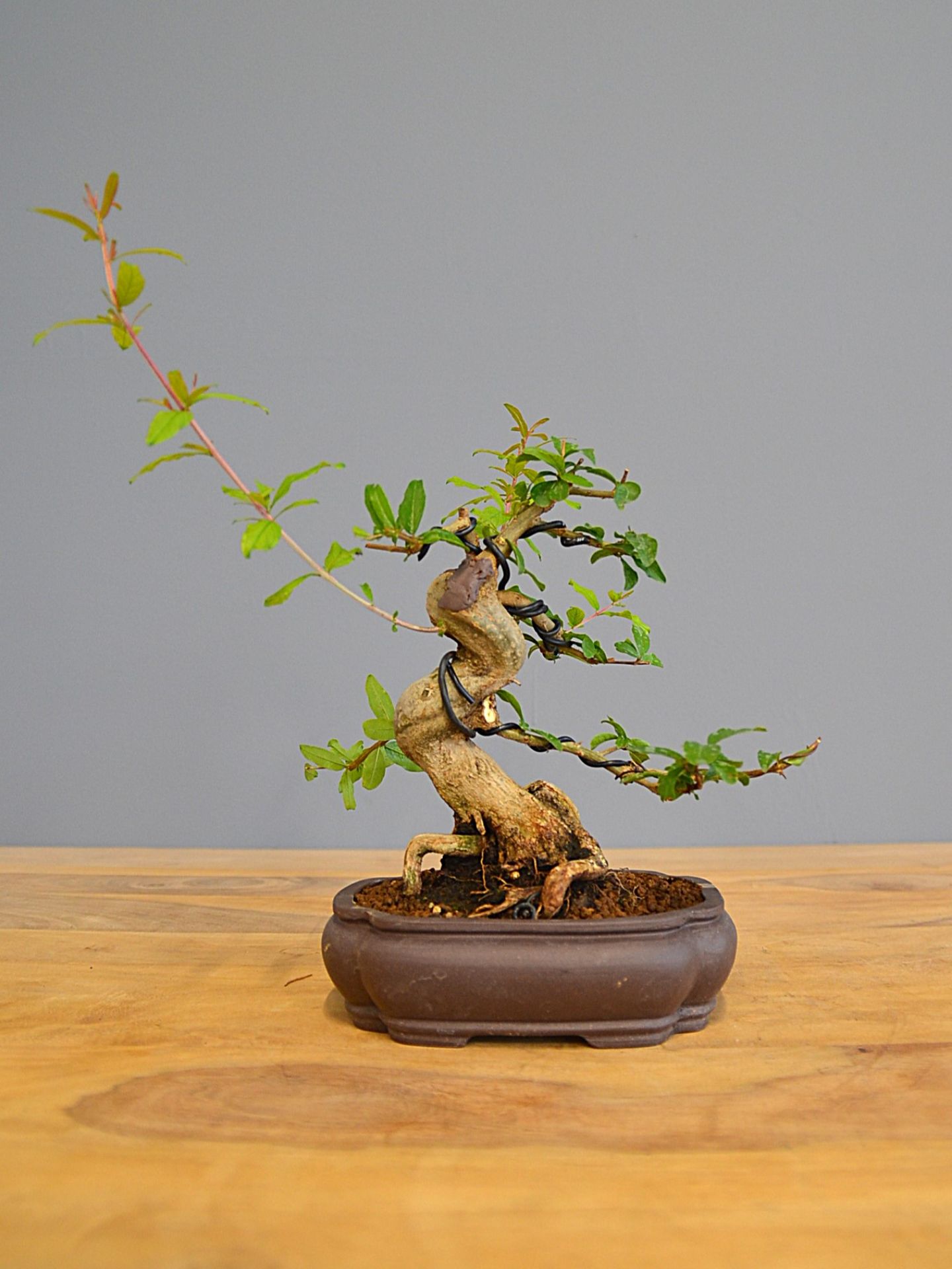 Immagine di Bonsai Melograno