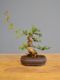 Immagine di Bonsai Melograno