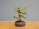 Immagine di Bonsai Melograno