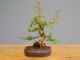 Immagine di Bonsai Melograno