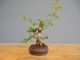 Immagine di Bonsai Melograno