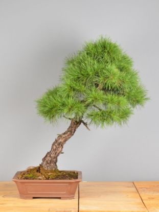 Immagine di Bonsai Pino silvestre