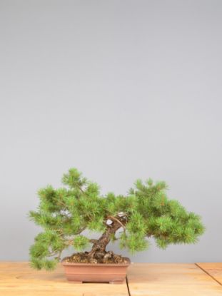 Immagine di Bonsai Pino silvestre