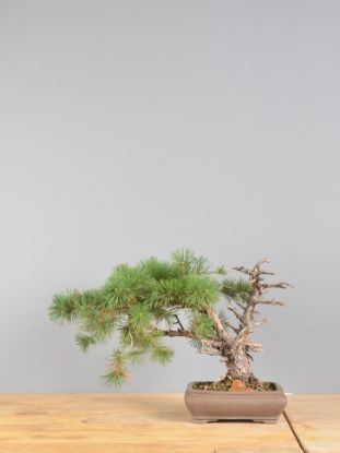 Immagine di Bonsai Pino silvestre