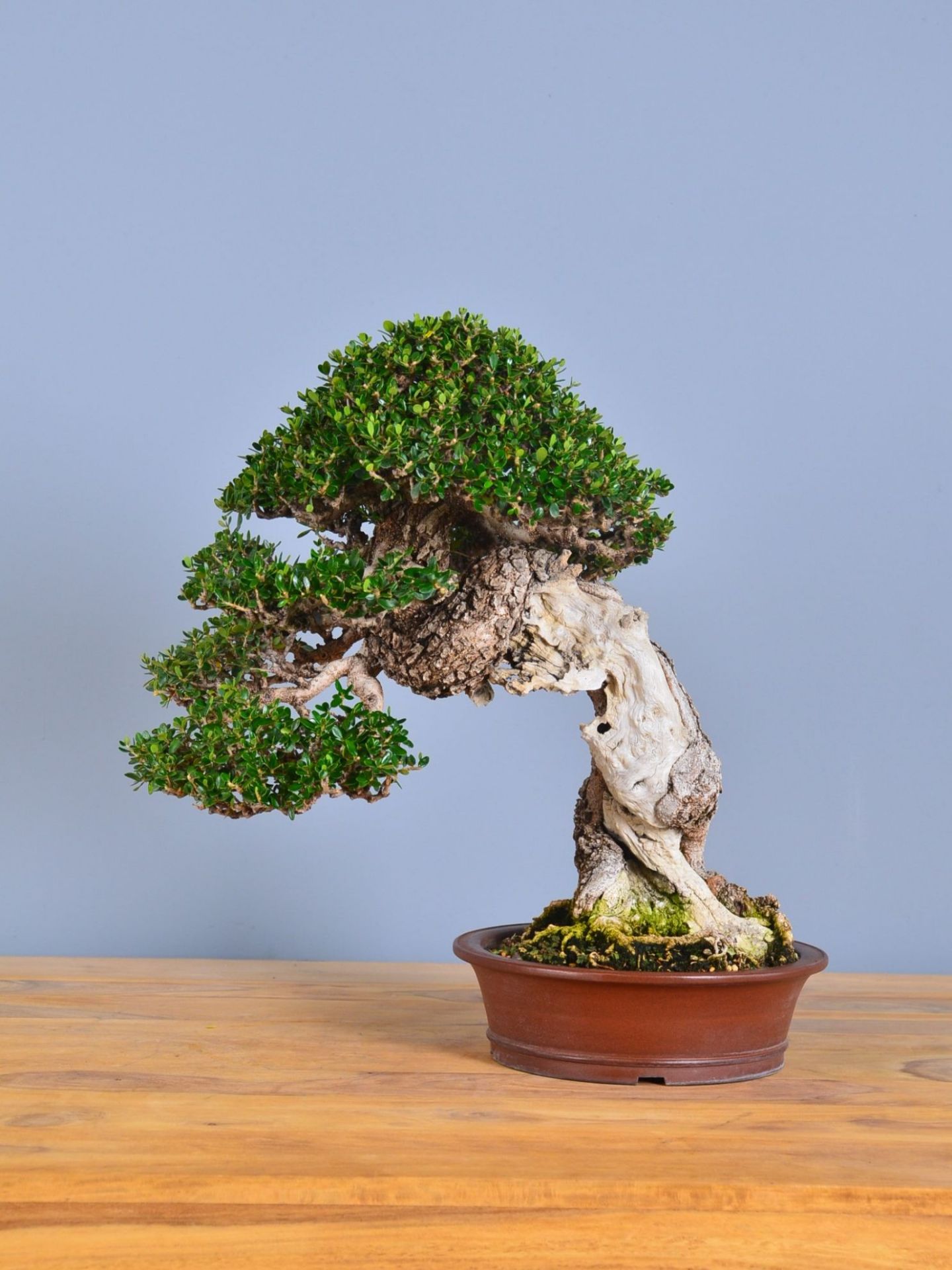 Immagine di Bonsai Olivo di Maiorca "Maiorchino"