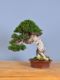 Immagine di Bonsai Olivo di Maiorca "Maiorchino"