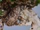 Immagine di Bonsai Olivo di Maiorca "Maiorchino"