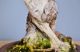 Immagine di Bonsai Olivo di Maiorca "Maiorchino"