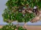 Immagine di Bonsai Olivo di Maiorca "Maiorchino"