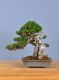 Immagine di Bonsai Olivo di Maiorca "Maiorchino"
