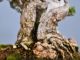 Immagine di Bonsai Olivo di Maiorca "Maiorchino"