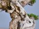 Immagine di Bonsai Olivo di Maiorca "Maiorchino"