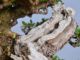 Immagine di Bonsai Olivo di Maiorca "Maiorchino"