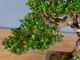 Immagine di Bonsai Olivo di Maiorca "Maiorchino"