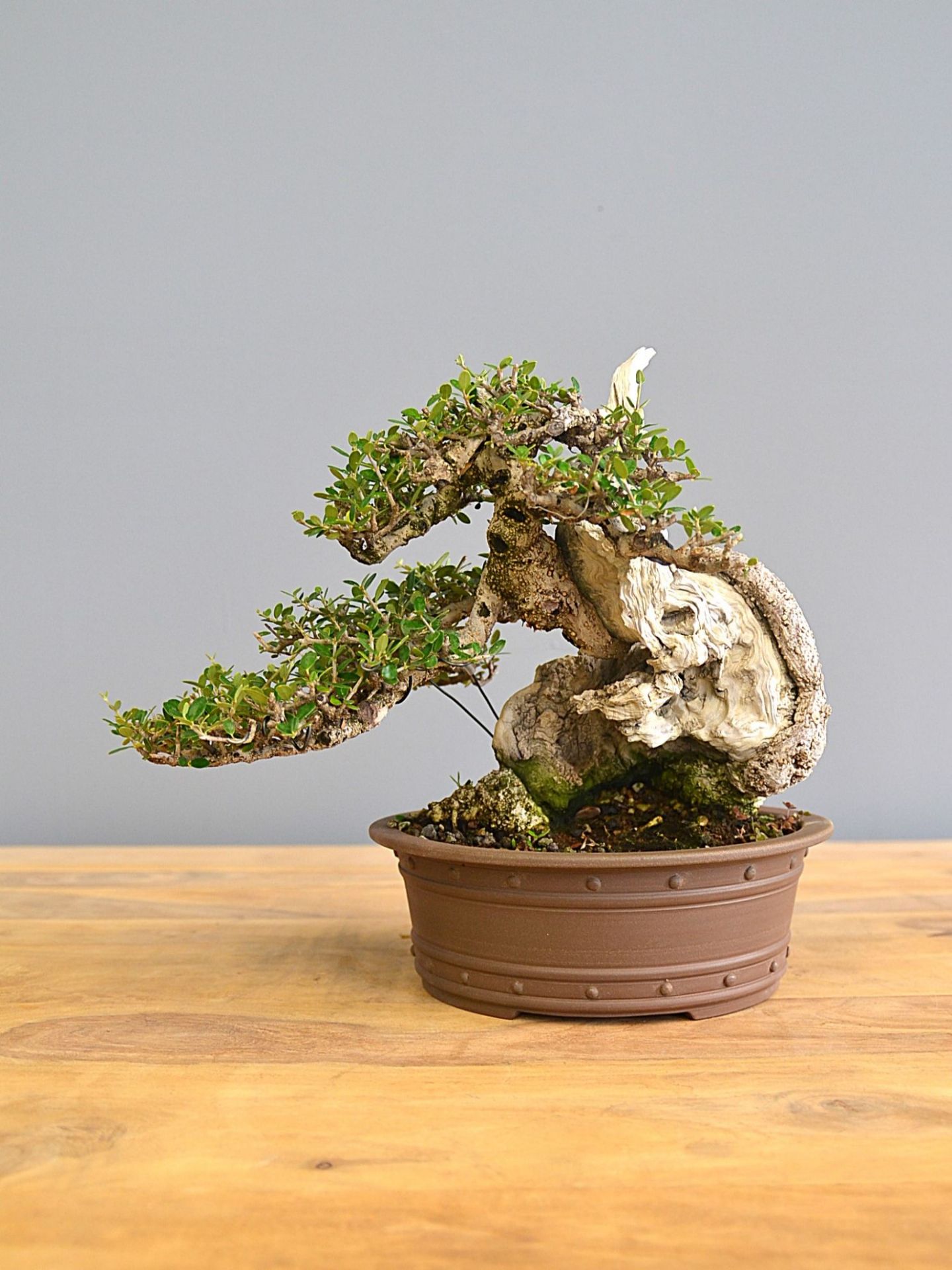 Immagine di Bonsai Olivo di Maiorca "Maiorchino"