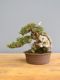 Immagine di Bonsai Olivo di Maiorca "Maiorchino"