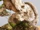 Immagine di Bonsai Olivo di Maiorca "Maiorchino"