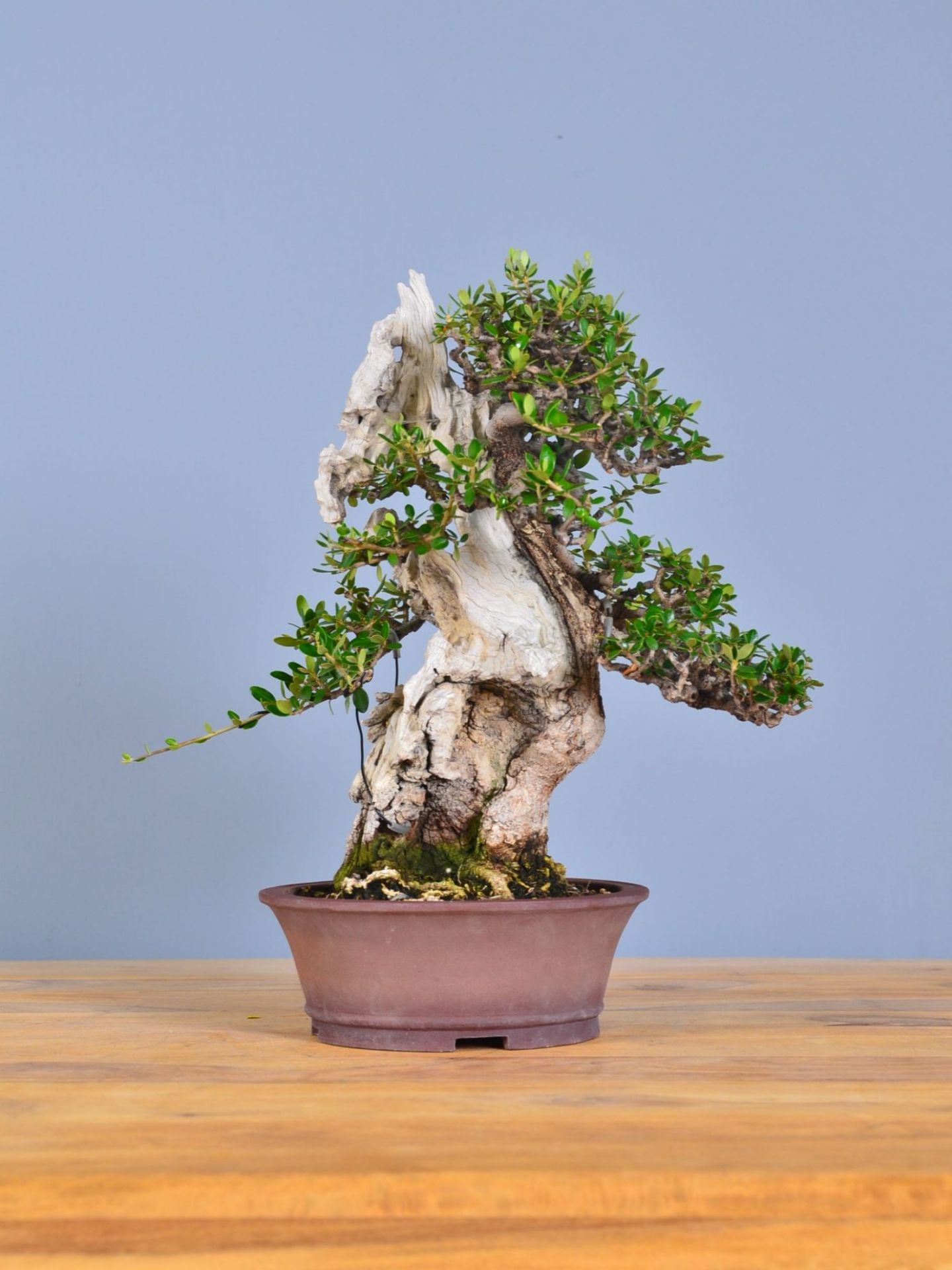 Immagine di Bonsai Olivo di Maiorca "Maiorchino"