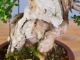 Immagine di Bonsai Olivo di Maiorca "Maiorchino"