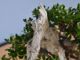 Immagine di Bonsai Olivo di Maiorca "Maiorchino"